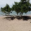 Guadeloupe, Basse Terre, Daria beach, tree
