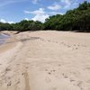 Guadeloupe, Basse Terre, Daria beach, trees