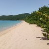 Guadeloupe, Basse Terre, Grande Anse beach, bush