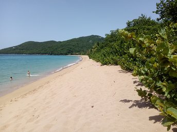 Guadeloupe, Basse Terre, Grande Anse beach, bush