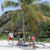 Tobago Cays, Jamesby island, beach, palm