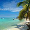 Belize, Palencia, Laughing Bird beach, palm