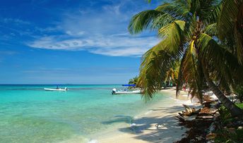 Belize, Palencia, Laughing Bird beach, palm
