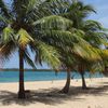 Belize, Palencia, Seine Bight beach, palms