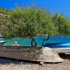 Croatia, Hvar, Dubovica beach, tree