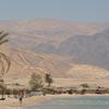 Egypt, Nuweiba beach, palm