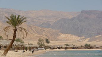 Egypt, Nuweiba beach, palm