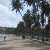India, Andaman Isl, Port Blair, Corbyn's Cove beach, palms