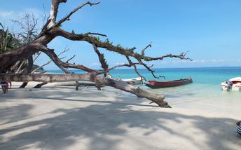 India, Andaman Islands, Havelock, Elephant beach, snag