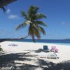 Maldives, Fihalhohi beach, palm tree