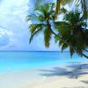 Maldives, Fihalhohi beach, palm trees over water