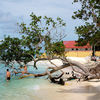 Maldives, Kaani beach (Maafushi beach), tree in water