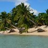 Samoa, Savaii, Tanu beach, palms