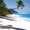Samoa, Upolu, Lalomanu beach, palm