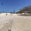 ABC islands, Aruba, Hadicurari beach, tree