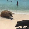 ABC islands, Curacao, Porto Marie beach, pigs