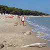 Italy, Apulia, Lesina Marina beach, trees