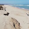 Italy, Molise, Petacciato Marina beach, west