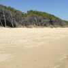 Italy, Molise, Santa Monica beach, Pineta di Vallona forest