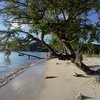 Martinique, Pointe Marin, Club Med beach, tree