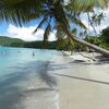 American Virgin Islands (USVI), St. John, Maho Bay beach, palm over water