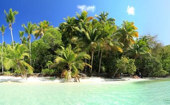 American Virgin Islands (USVI), St. John, Maho Bay beach, palms