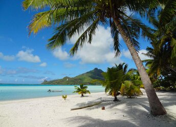 French Polynesia, Maupiti, Motu Auira beach, palms
