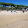 Italy, Abruzzo, Pineto beach, pine forest