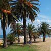Italy, Marche, San Benedetto del Tronto beach, palms