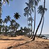 Шри-Ланка, Пляж Маравила, пальмы