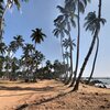 Sri Lanka, Marawila beach, palms