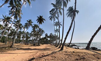 Sri Lanka, Marawila beach, palms
