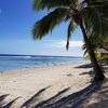 Cook Islands, Rarotonga, Crown beach, palm