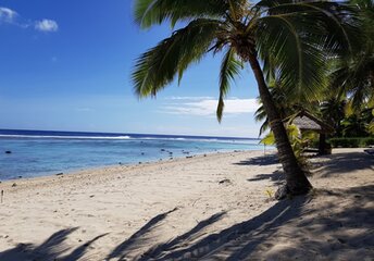 Cook Islands, Rarotonga, Crown beach, palm