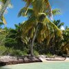 Доминиканская Республика, Пляж Плайя-Палмилья, пальмы