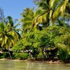 French Polynesia, Raiatea, Sunset beach, palms