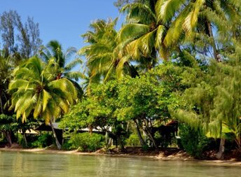 French Polynesia, Raiatea, Sunset beach, palms