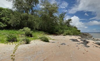Марианские острова, Тиниан, Пляж Чулью-бич, деревья