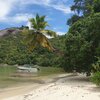 Seychelles, Mahe, Baie Ternay beach, palm
