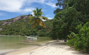 Seychelles, Mahe, Baie Ternay beach, palm