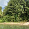 Seychelles, Mahe, Port Glaud Lagoon beach, trees & palms