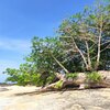 Tanzania, Zanzibar, Asante Sana beach, baobab