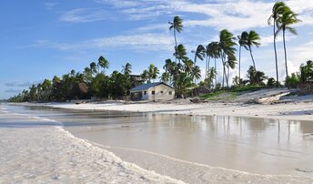Tanzania, Zanzibar, Kigomani beach, palms