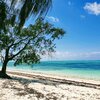 Tanzania, Zanzibar, Makunduchi beach, tree