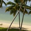 Tanzania, Zanzibar, Marumbi beach, palms