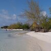 Tanzania, Zanzibar, Michamvi beach, trees