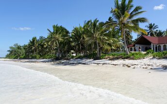 Tanzania, Zanzibar, Pwani Mchangani beach, palms