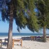 Tanzania, Zanzibar, Uroa beach, trees