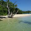 Trinidad and Tobago, Tobago, Buccoo Bay beach, snag