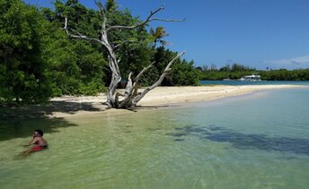 Trinidad and Tobago, Tobago, Buccoo Bay beach, snag